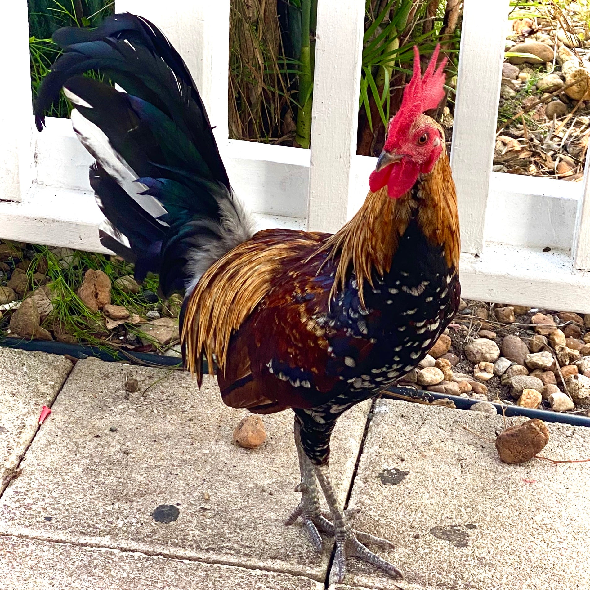 Why are there so many chickens on the streets of Key West?